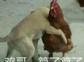 福清鸡哥爆料事件视频最新,真相揭露与网络舆论风暴